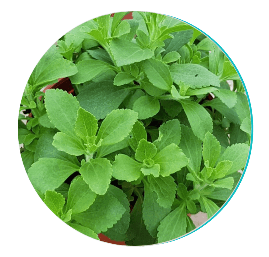 biodentix supplement